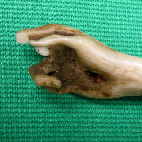 Scultura in avorio raffigurante Cristo crocifisso, fase del processo di restauro. - Ivory sculpture representing Christ crucified, step of restoration